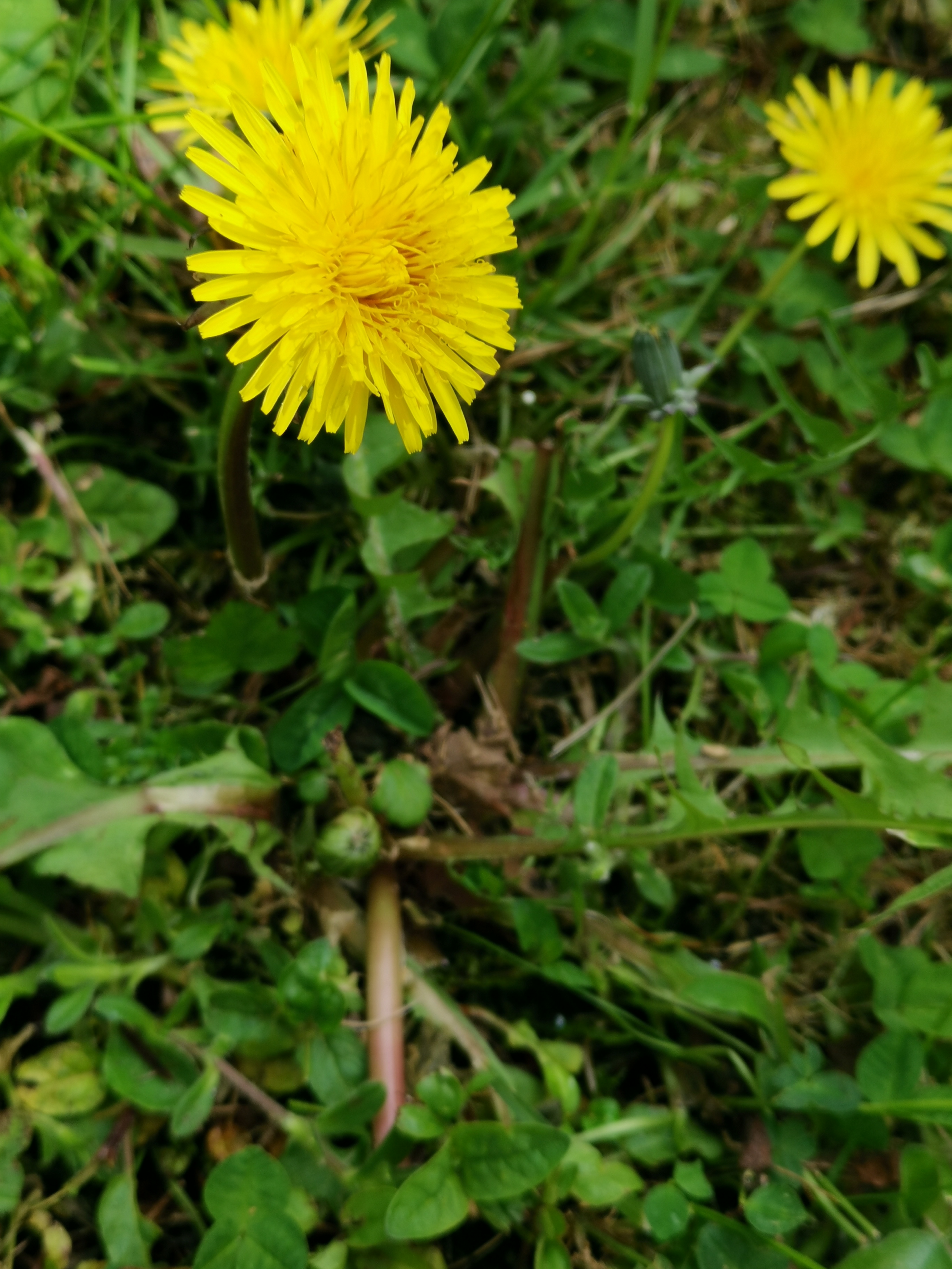 Wildkräuterführungen in Neustadt an der Weinstraße 